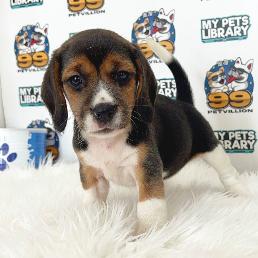 Beagle Puppy (Female) For Sale