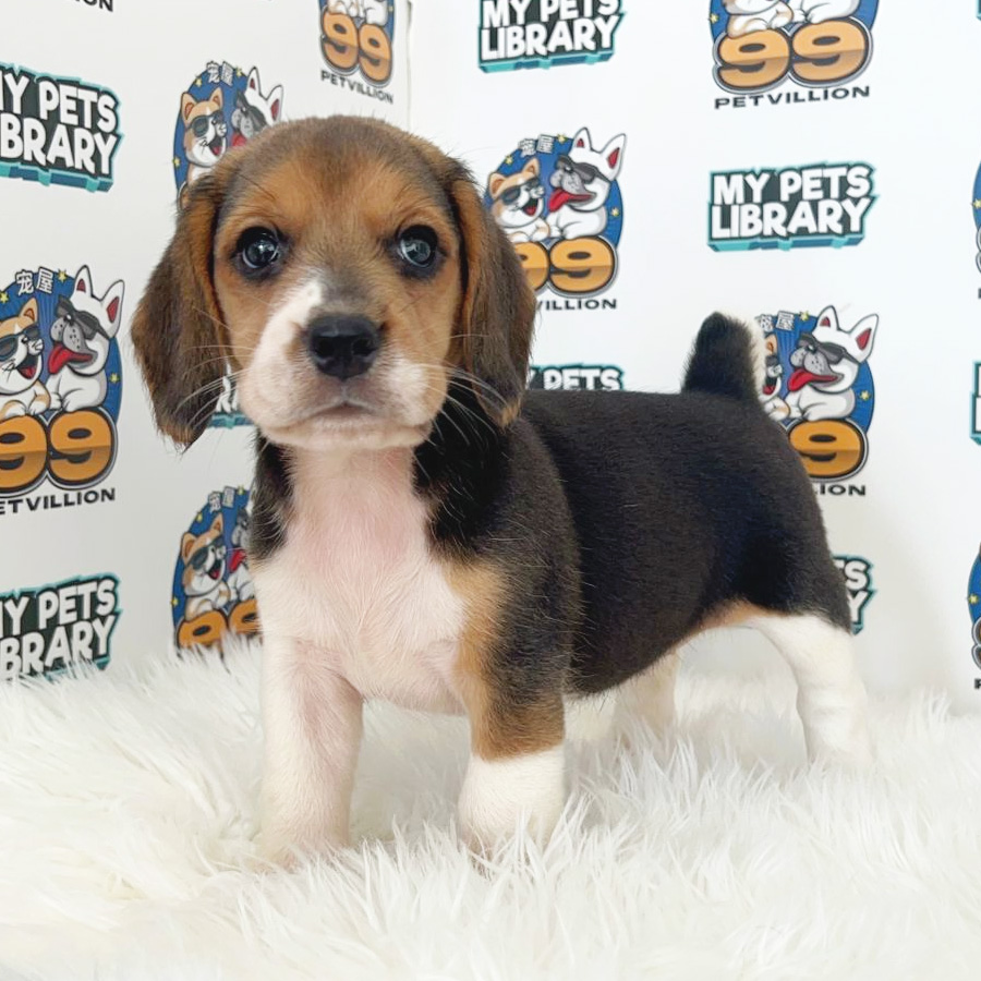 Beagle Puppy (Female) For Sale