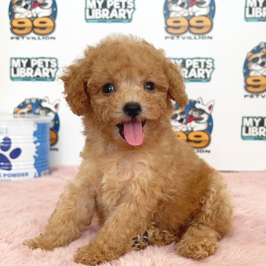 Toy Poodle Puppy (Female) For Sale