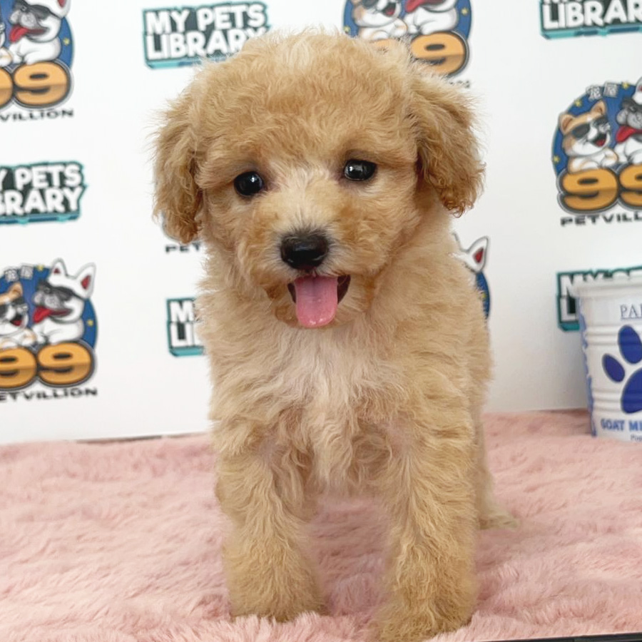 Toy Poodle Puppy (Female) For Sale