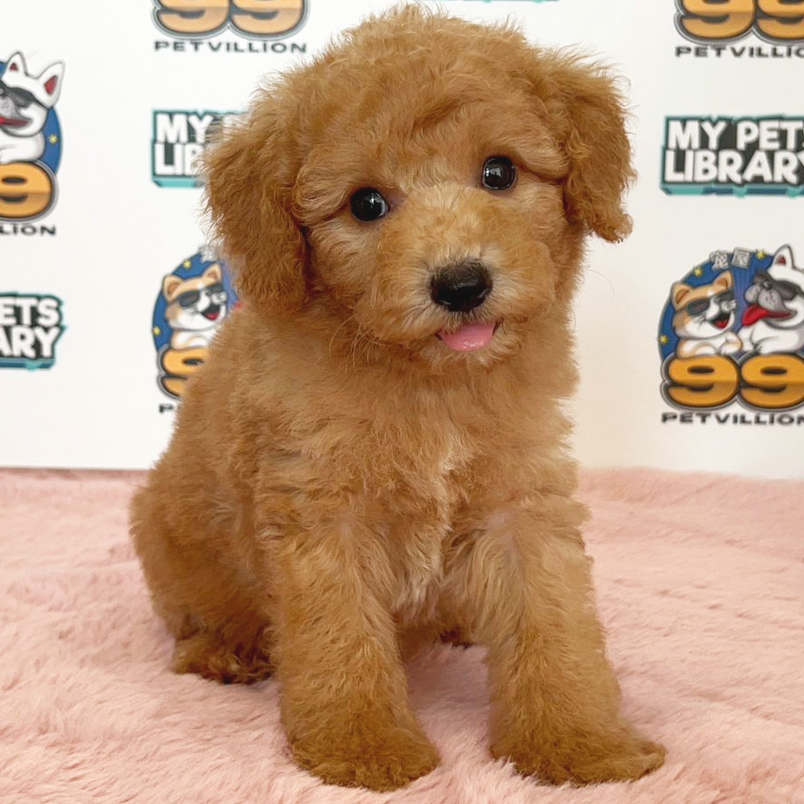 Toy Poodle Puppy (Male) For Sale