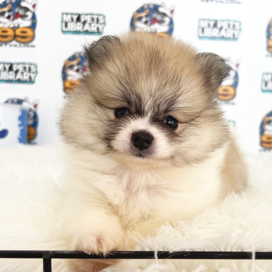 Tiny Pomeranian Puppy (Female) For Sale