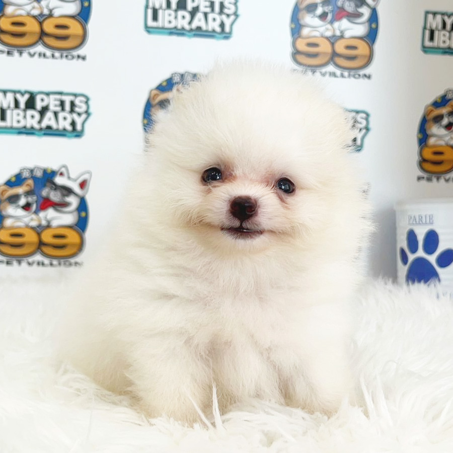 Tiny Pomeranian Puppy (Male) For Sale