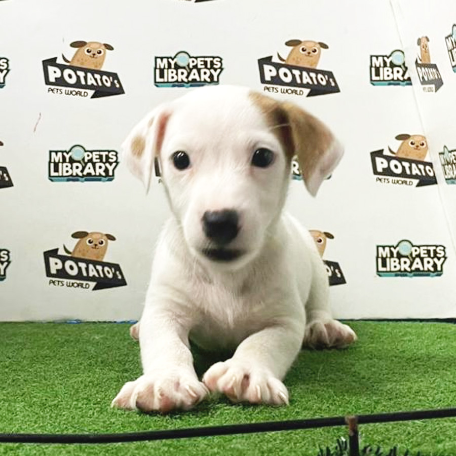 Jack Russell Puppy (Male) For Sale