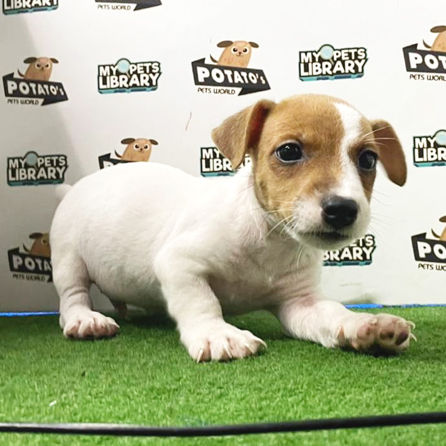 Jack Russell Puppy (Male) For Sale