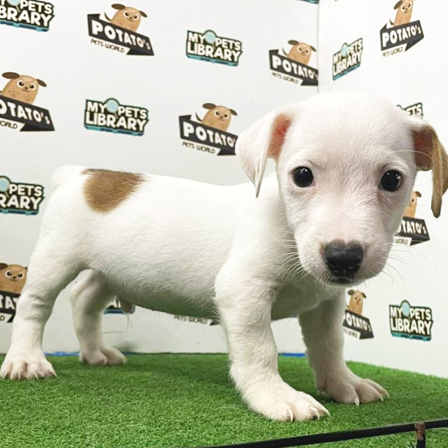 Jack Russell Puppy (Female) For Sale