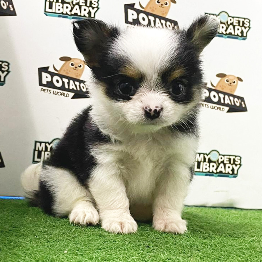 Longcoat Chihuahua Puppy (Female) For Sale