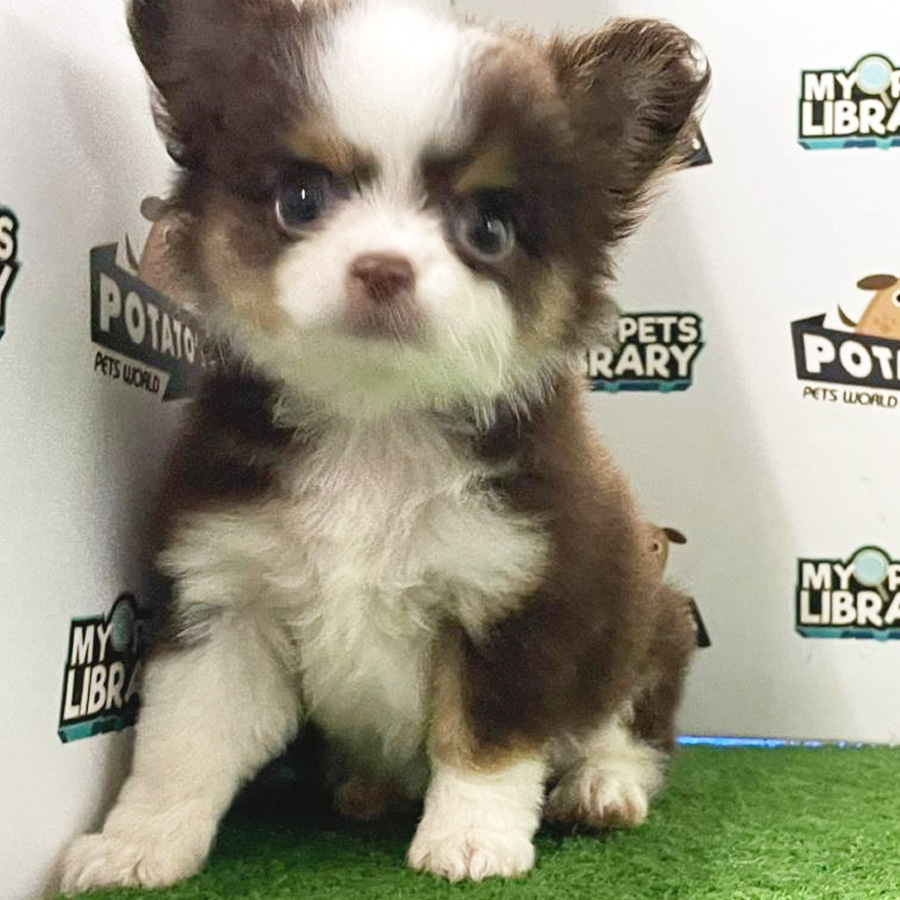 Longcoat Chihuahua Puppy (Male) For Sale