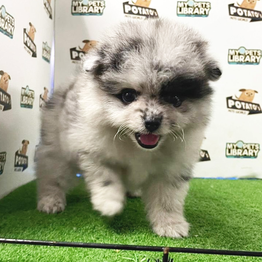 Pomeranian Puppy (Female) For Sale