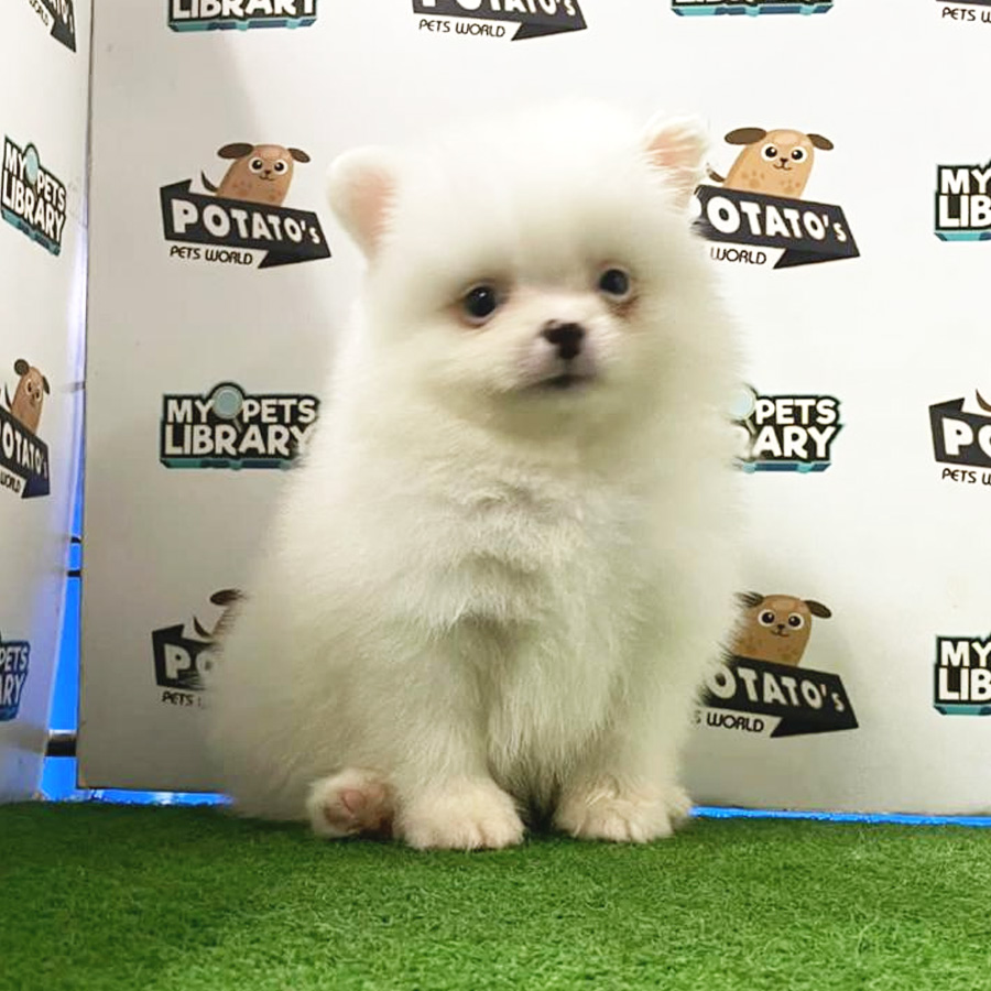 Pomeranian Puppy (Male) For Sale