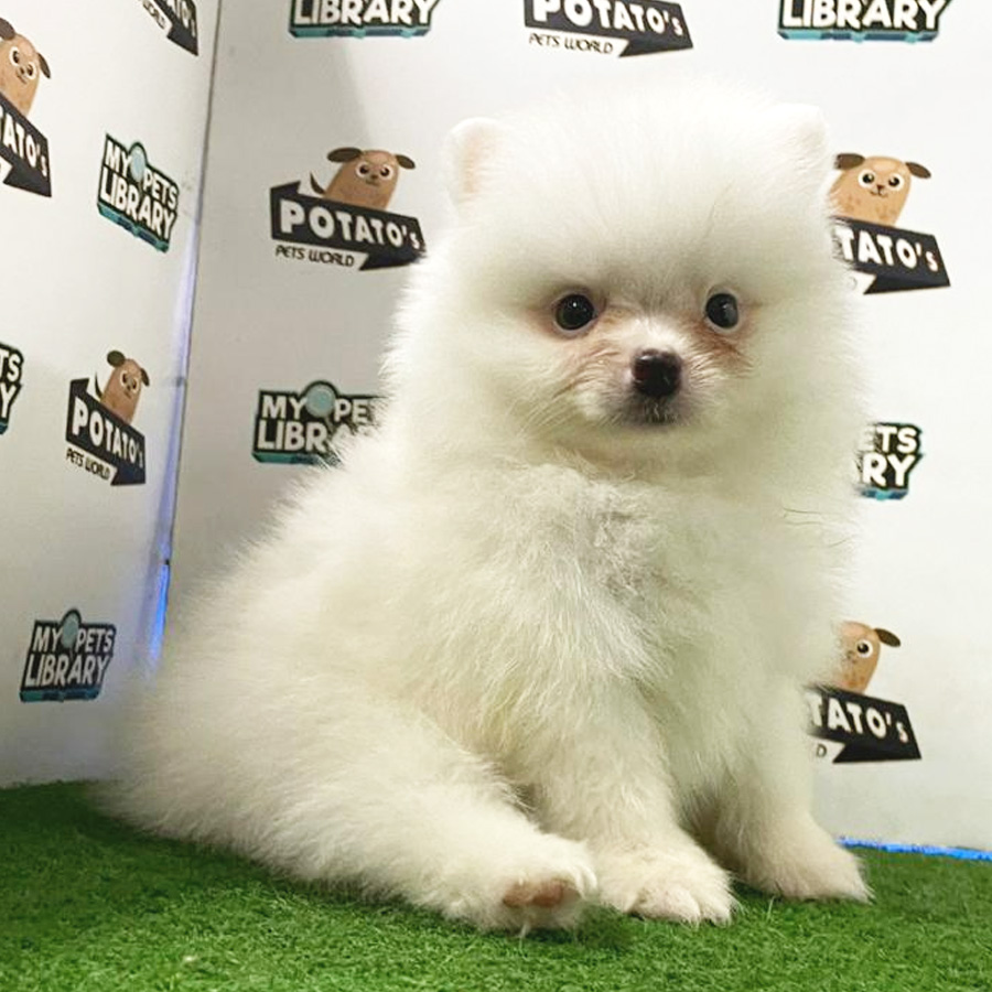 Pomeranian Puppy (Female) For Sale