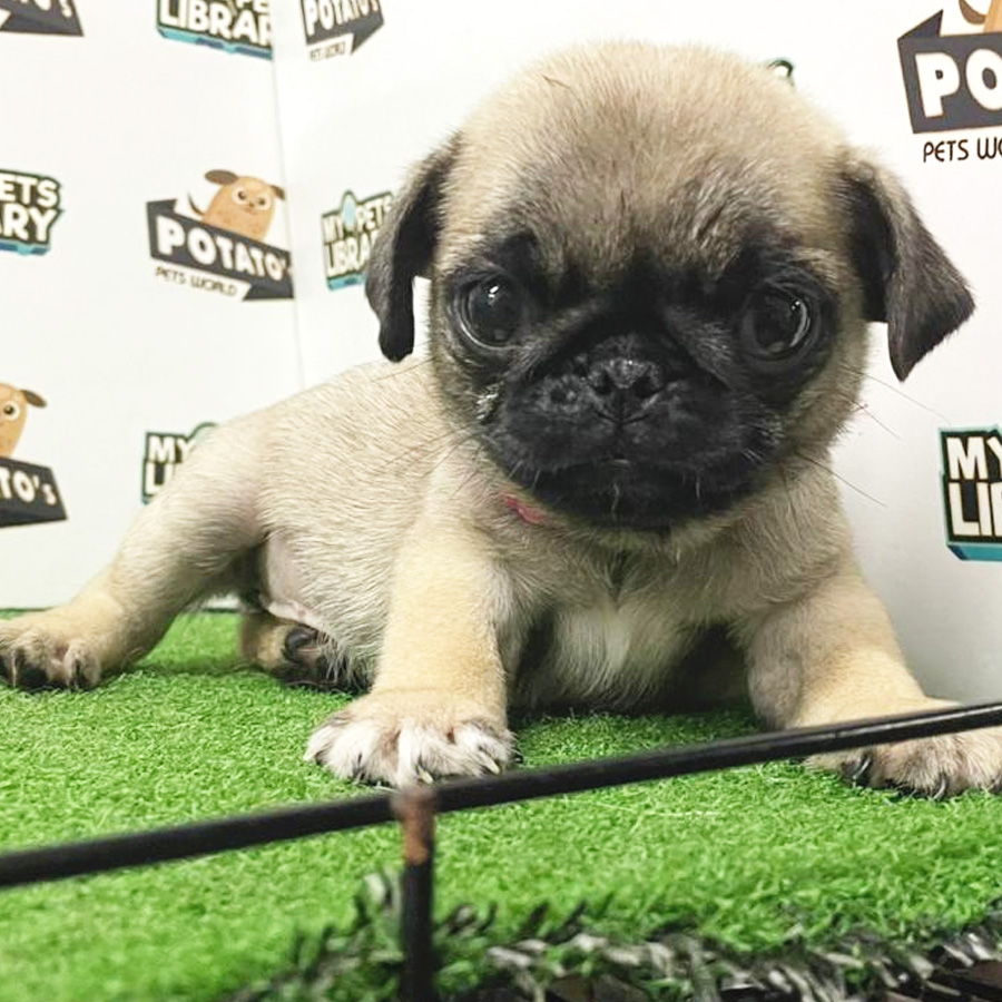 Pug Puppy (Female) For Sale