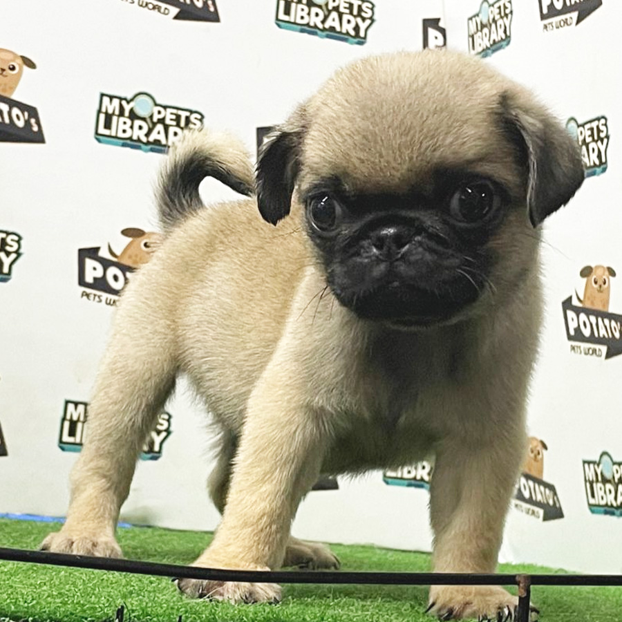 Pug Puppy (Male) For Sale