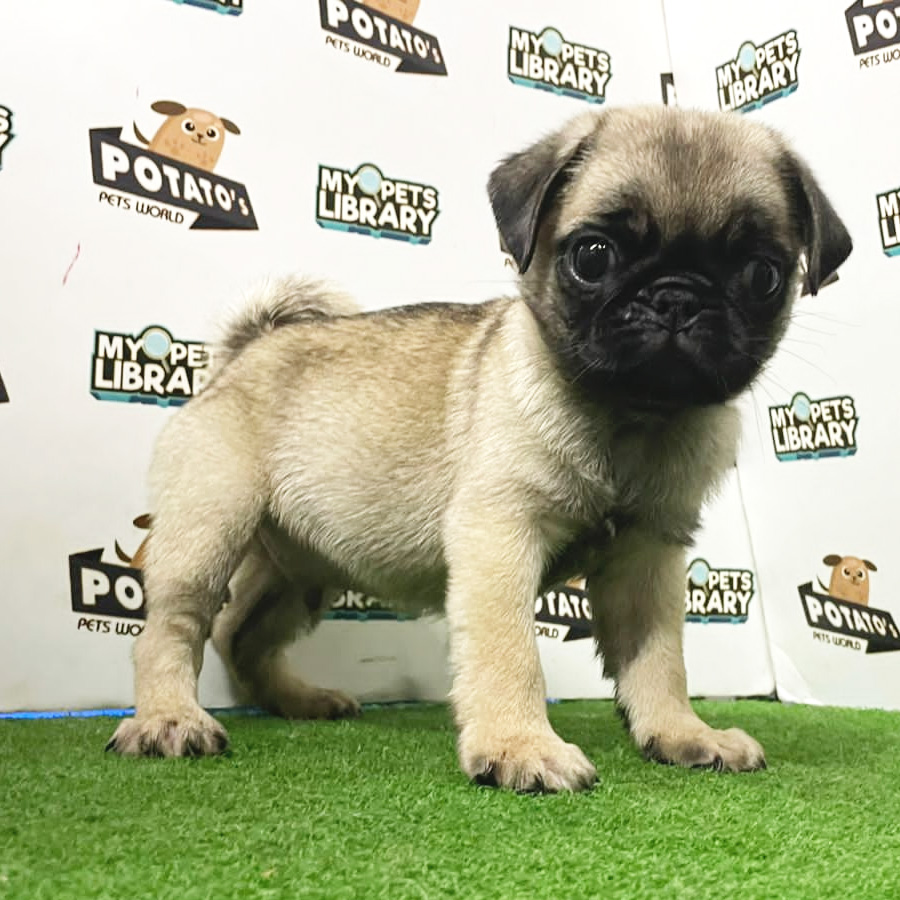 Pug Puppy (Male) For Sale