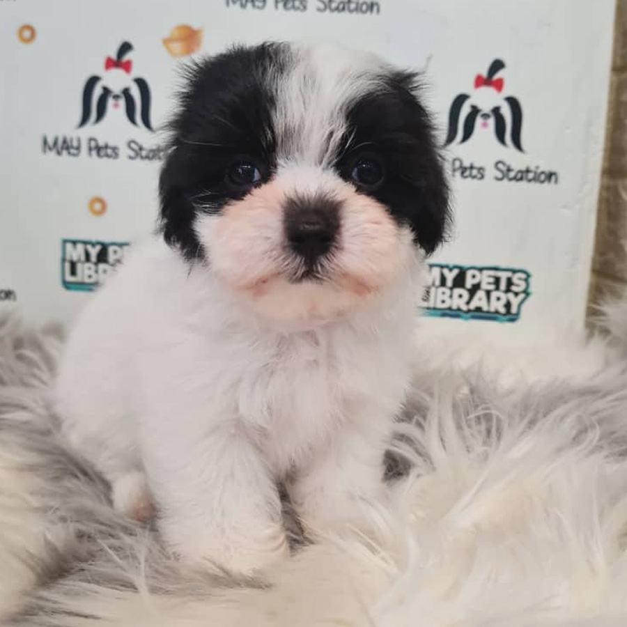 Maltipoo Puppy (Female) For Sale