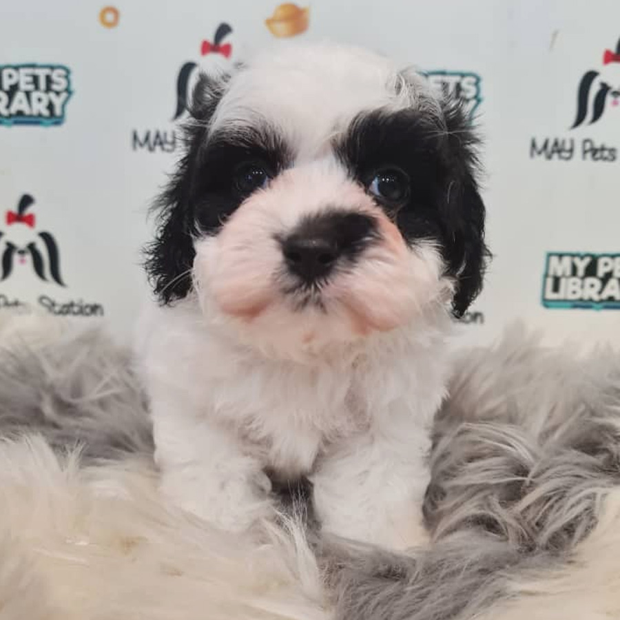 Maltipoo Puppy (Male) For Sale