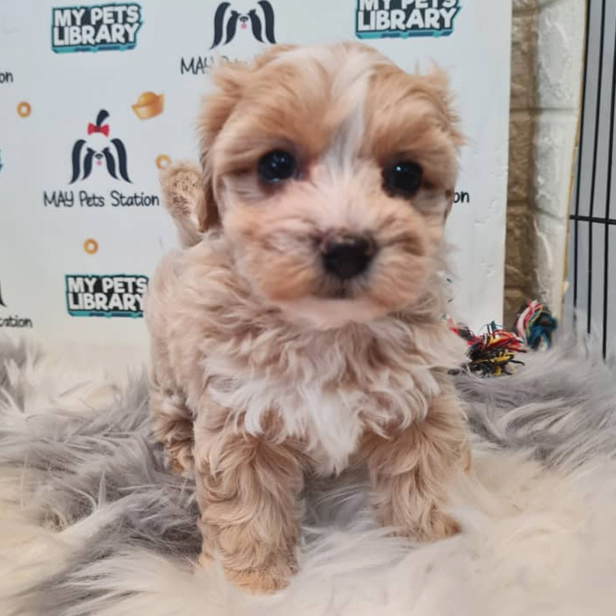 Maltipoo Puppy (Male) For Sale