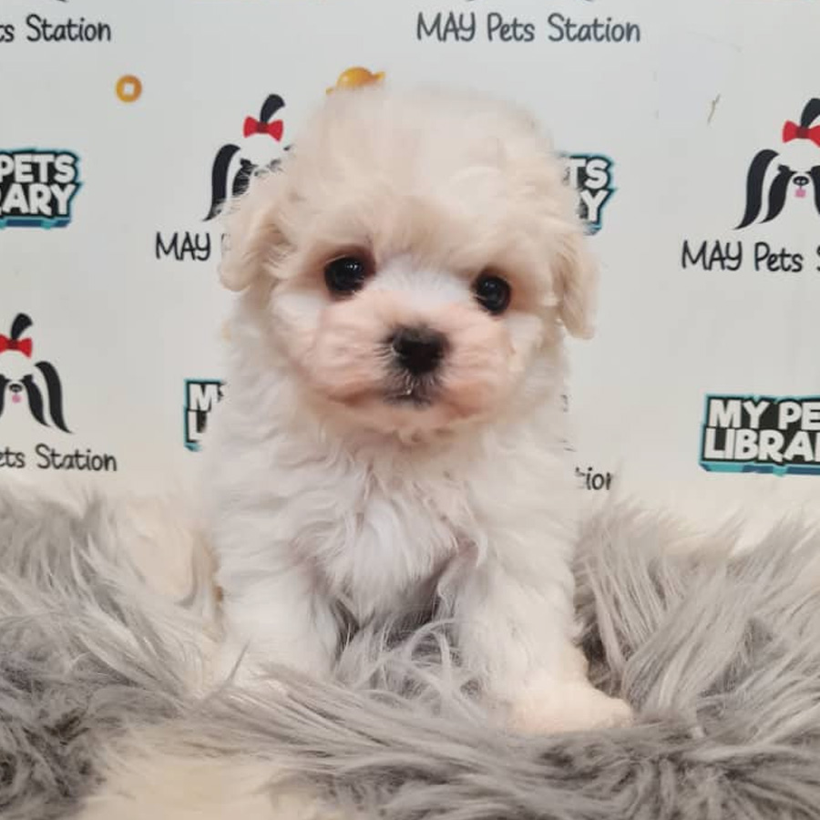 Maltese Puppy (Male) For Sale