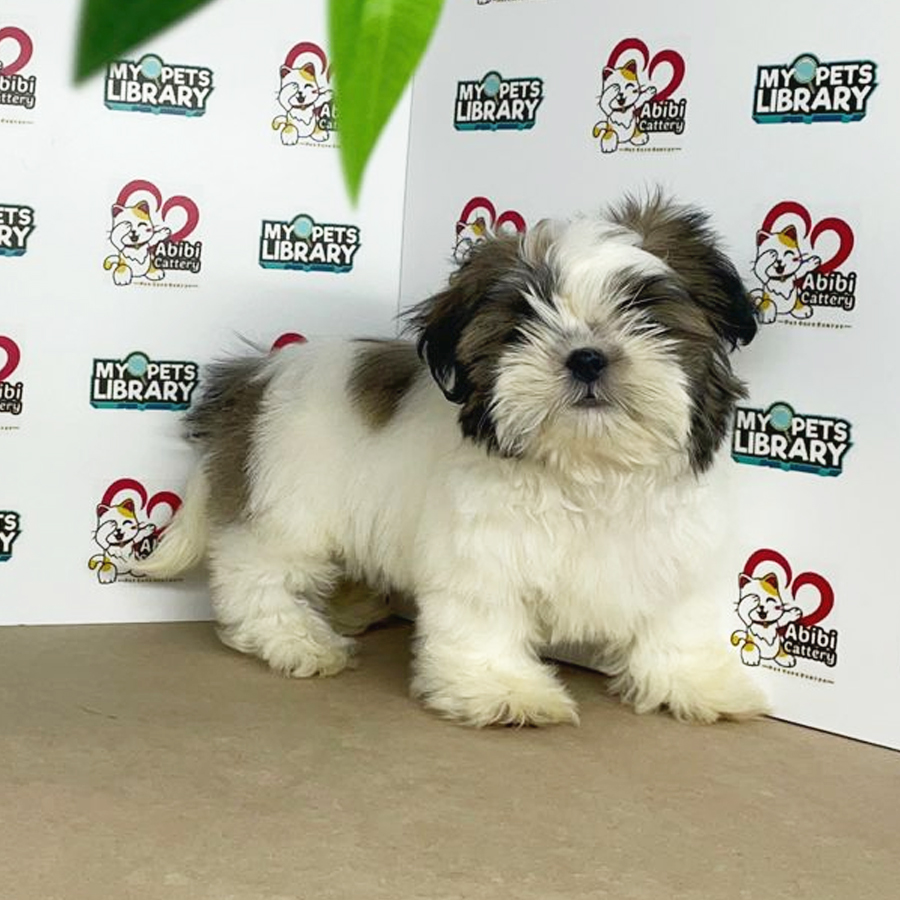 Shih Tzu Puppy (Male) For Sale