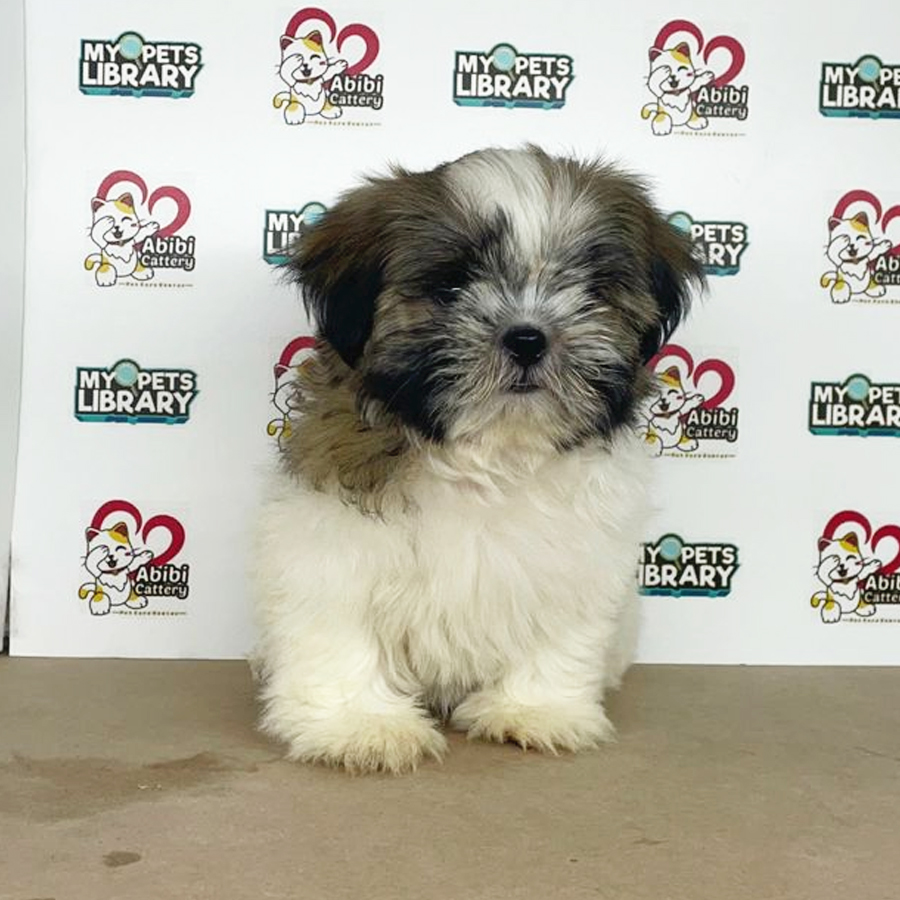 Shih Tzu Puppy (Male) For Sale