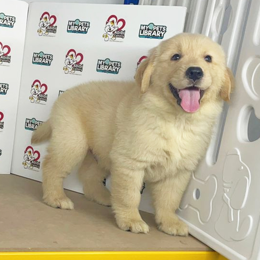 Golden Retriever Puppy (Male) For Sale