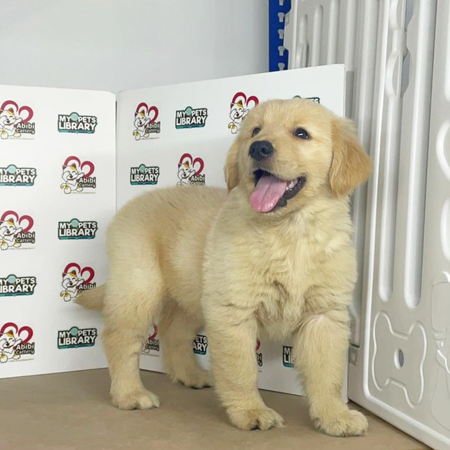 Golden Retriever Puppy (Female) For Sale