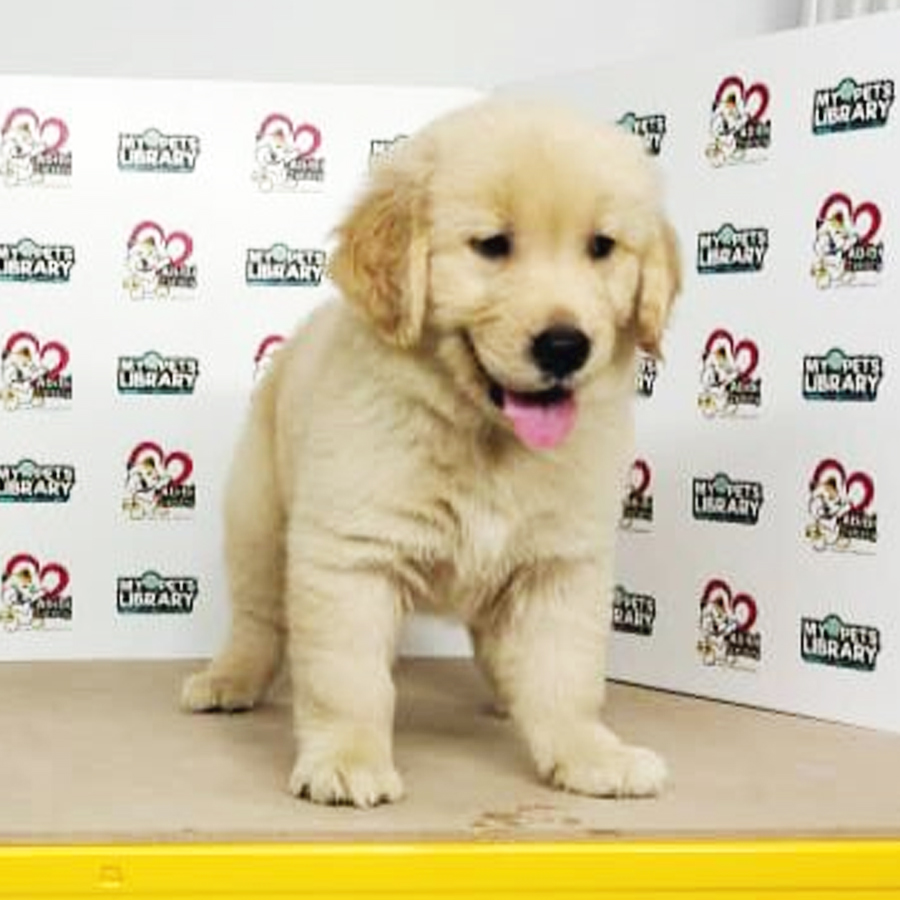 Golden Retriever Puppy (Male) For Sale