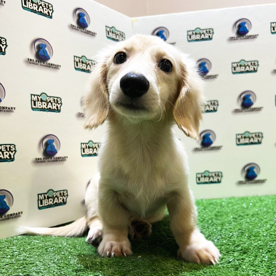 Longhair Miniature Dachshund Puppy (Male) For Sale