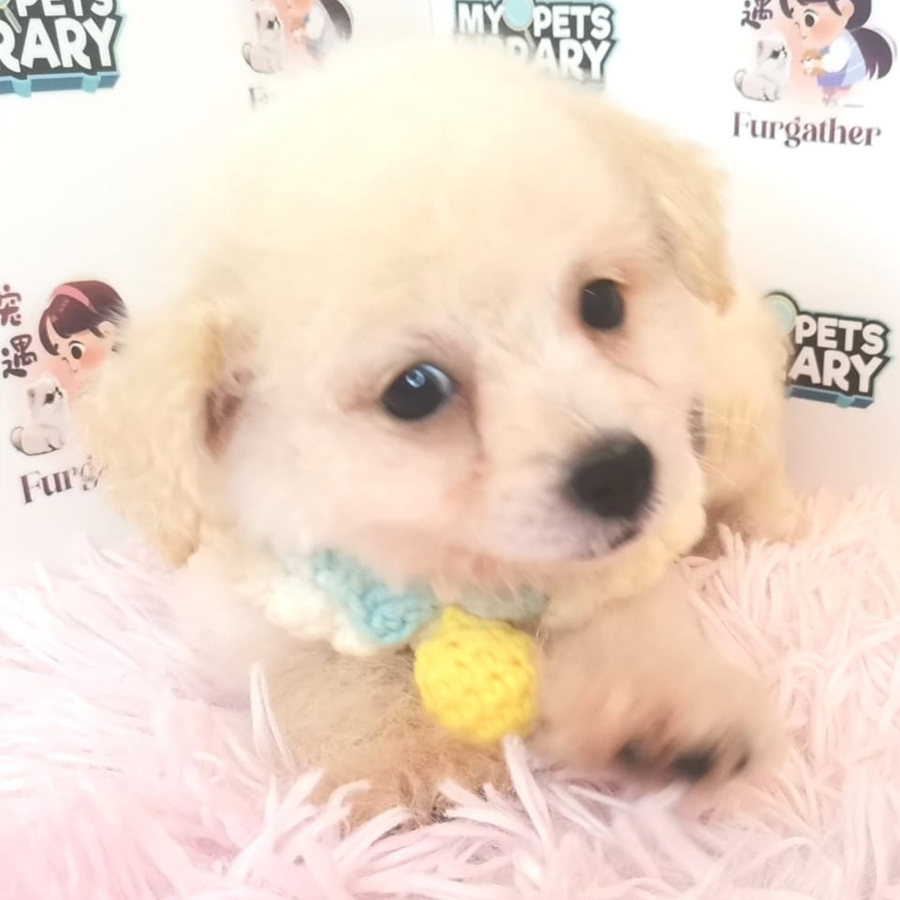 Toy Poodle Puppy (Male) For Sale