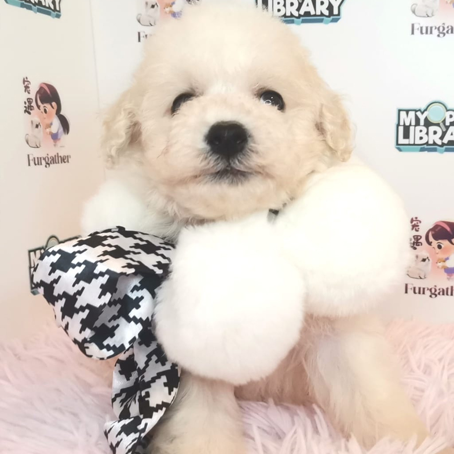 Toy Poodle Puppy (Male) For Sale