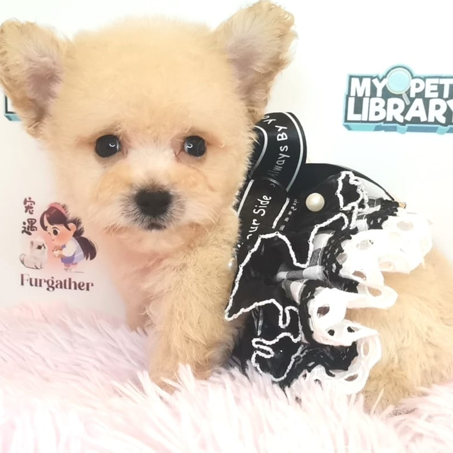 Maltipoo Puppy (Male) For Sale