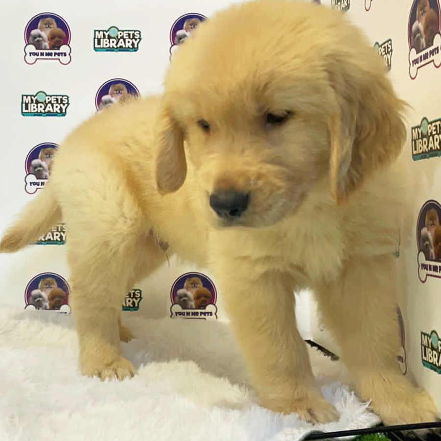 Golden Retriever Puppy (Female) For Sale