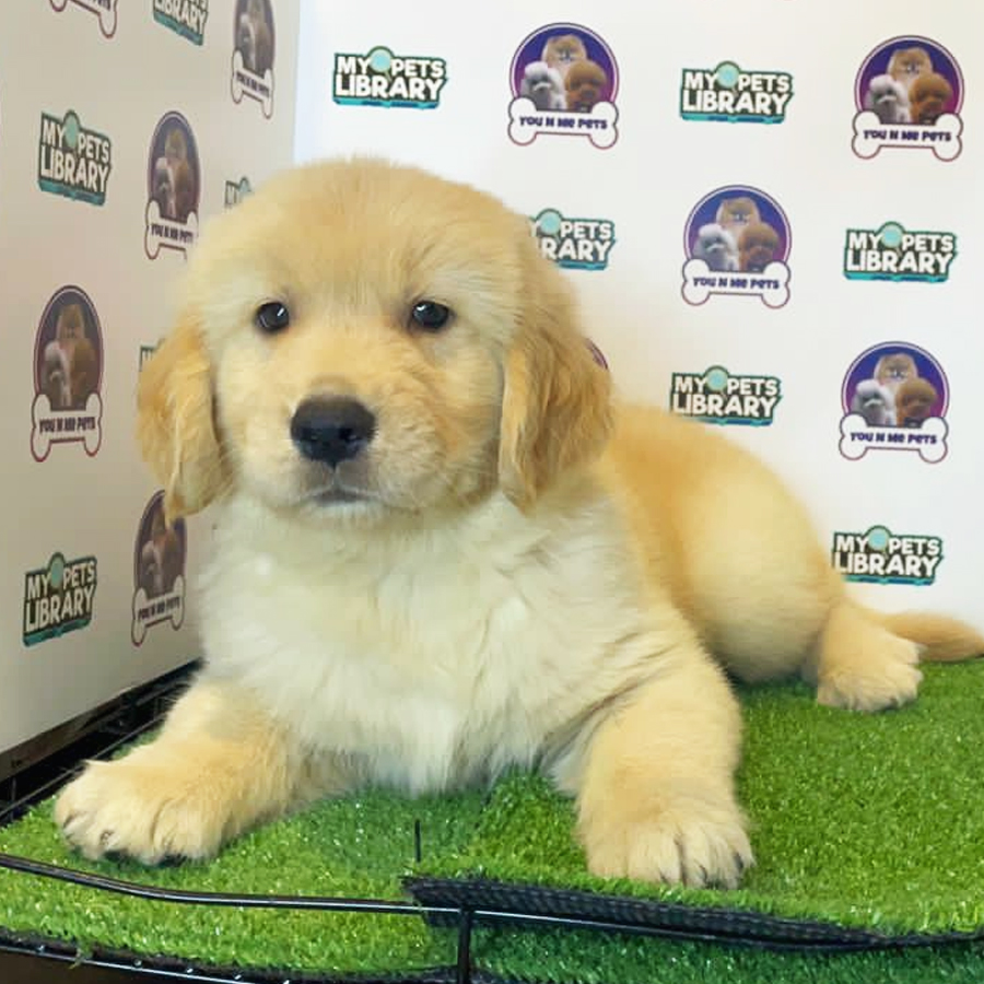 Golden Retriever Puppy (Male) For Sale