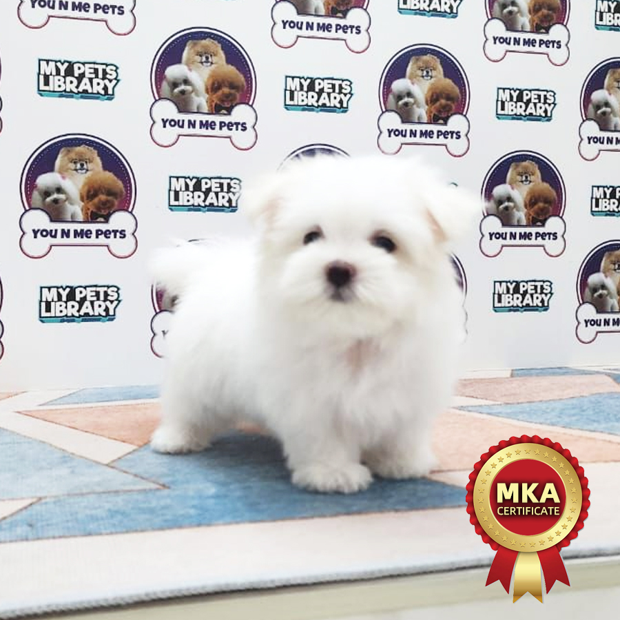 MKA Tiny Maltese Puppy (Male) For Sale