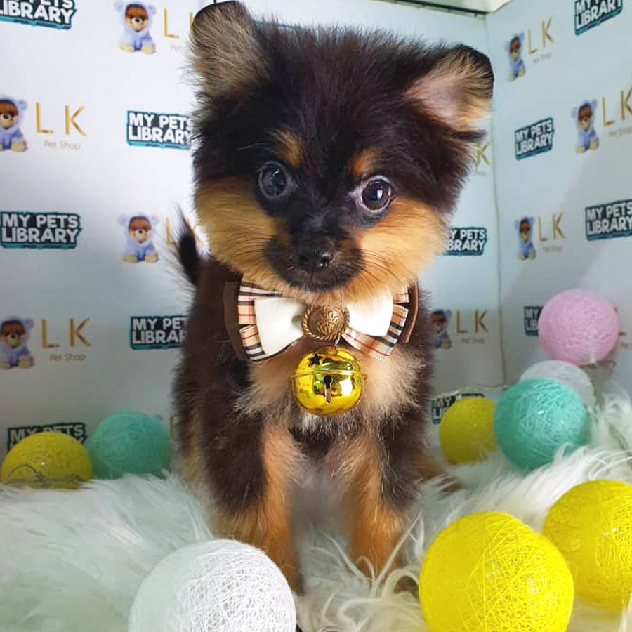 Tiny Pomeranian Puppy (Male) For Sale