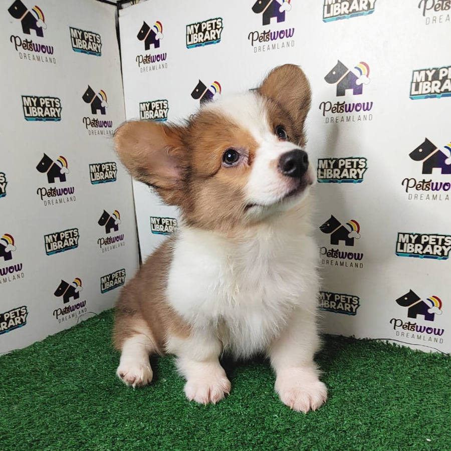 Welsh Corgi Puppy (Male) For Sale