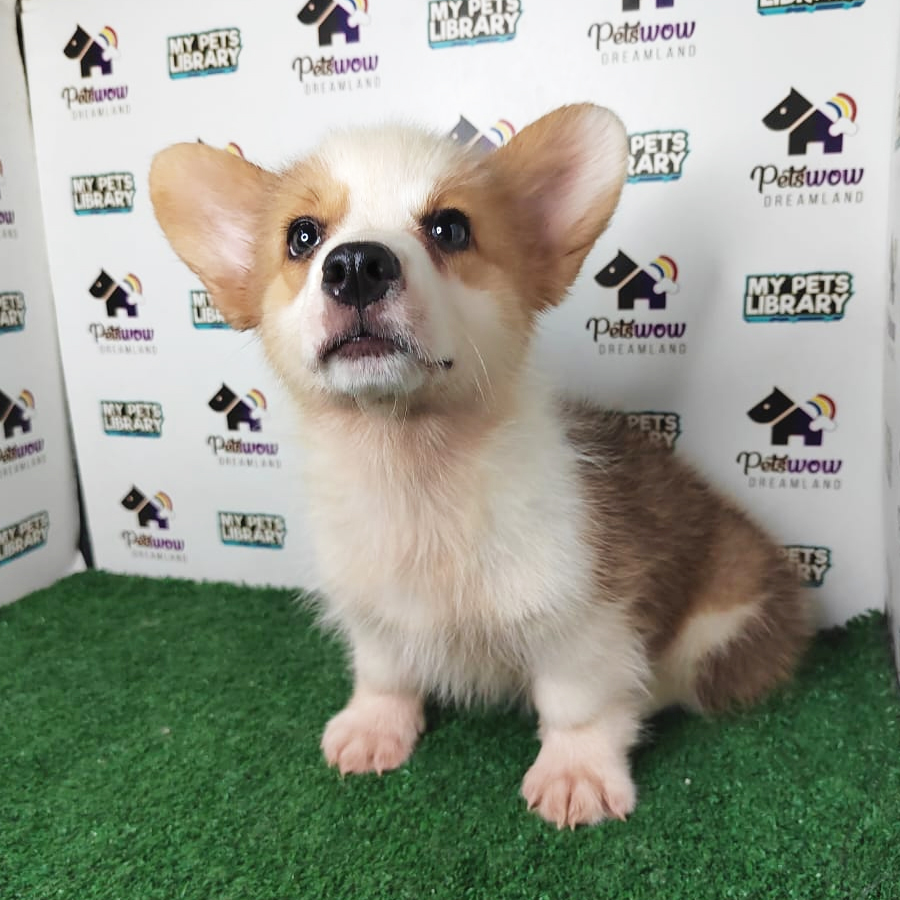 Welsh Corgi Puppy (Female) For Sale