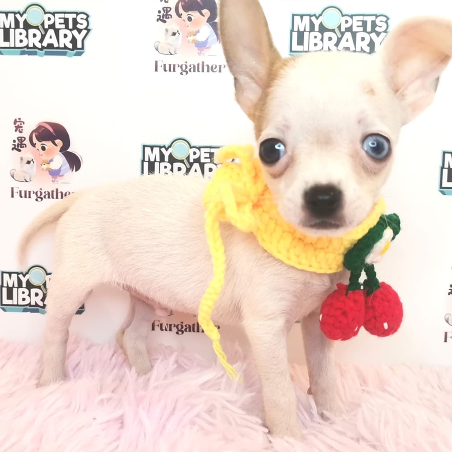 Chihuahua Puppy (Male) For Sale