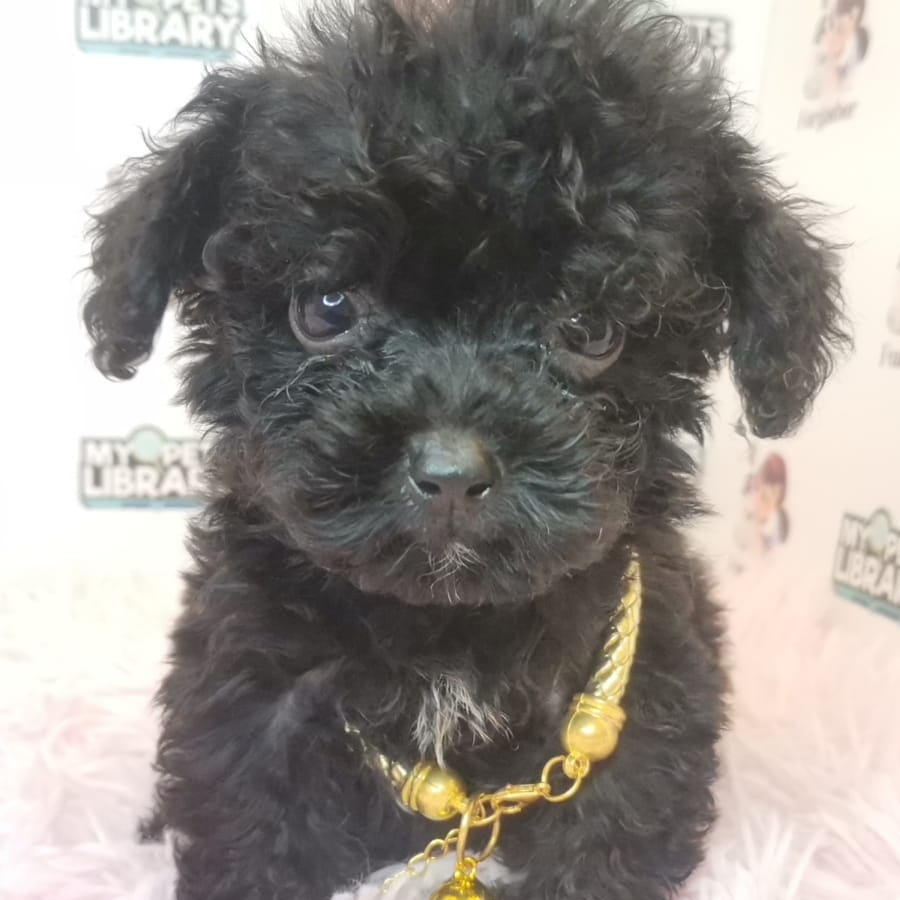 Toy Poodle Puppy (Male) For Sale