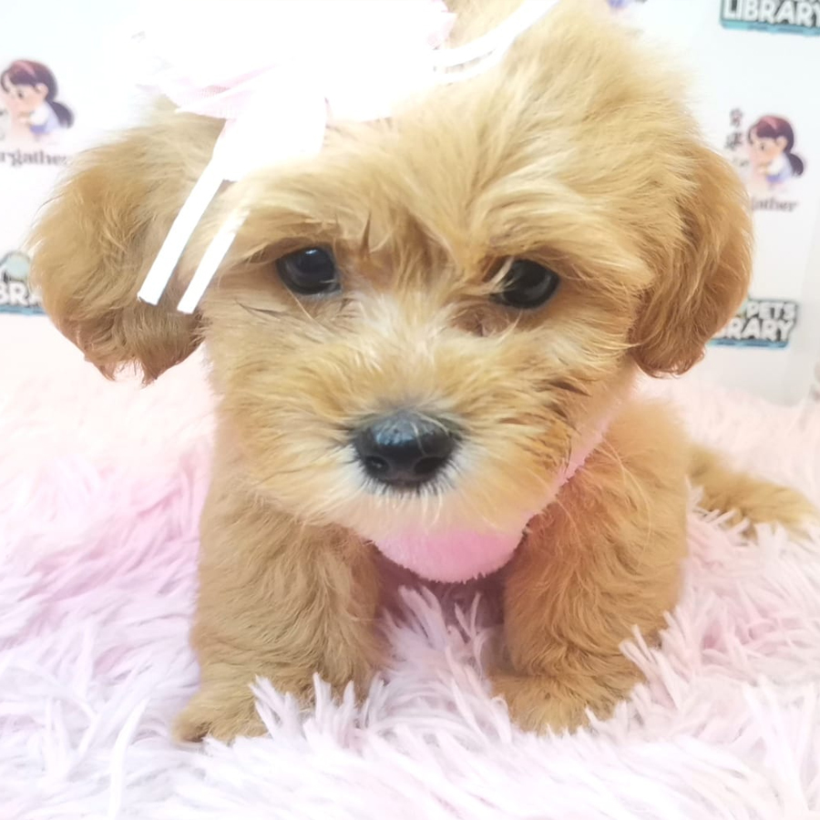 Maltipoo Puppy (Female) For Sale