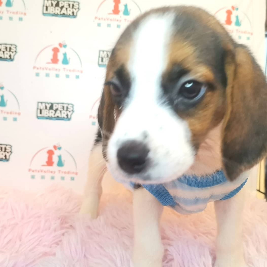 Beagle Puppy (Male) For Sale