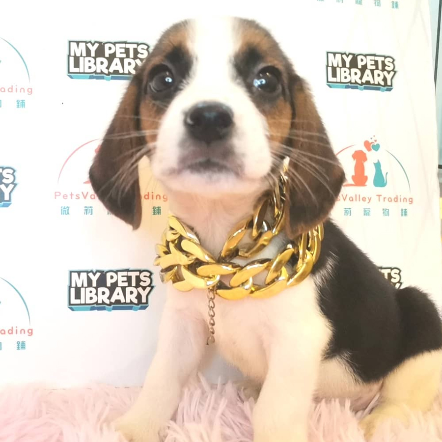 Beagle Puppy (Male) For Sale