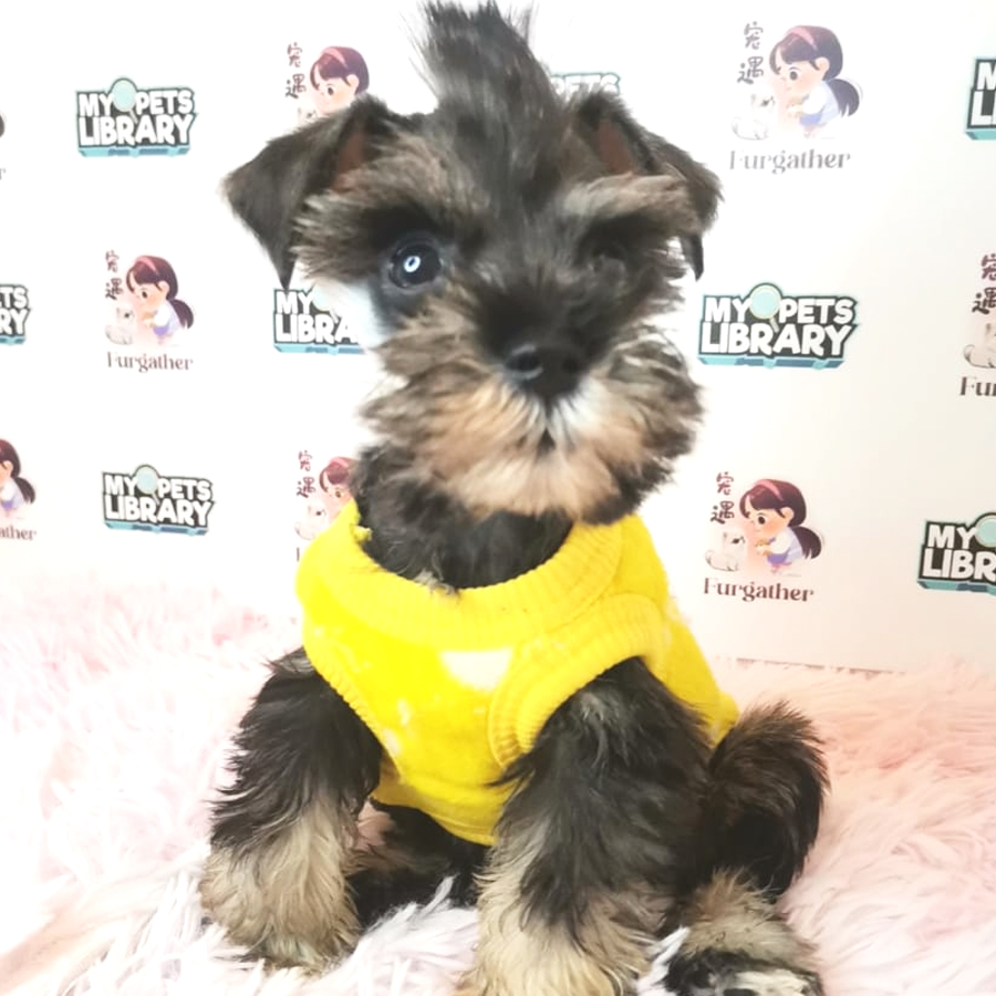 Schnauzer Puppy (Female) For Sale