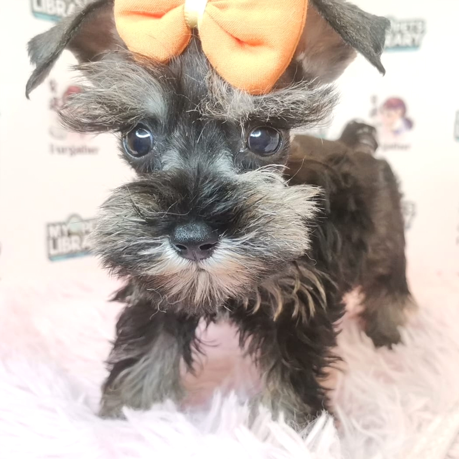 Schnauzer Puppy (Female) For Sale