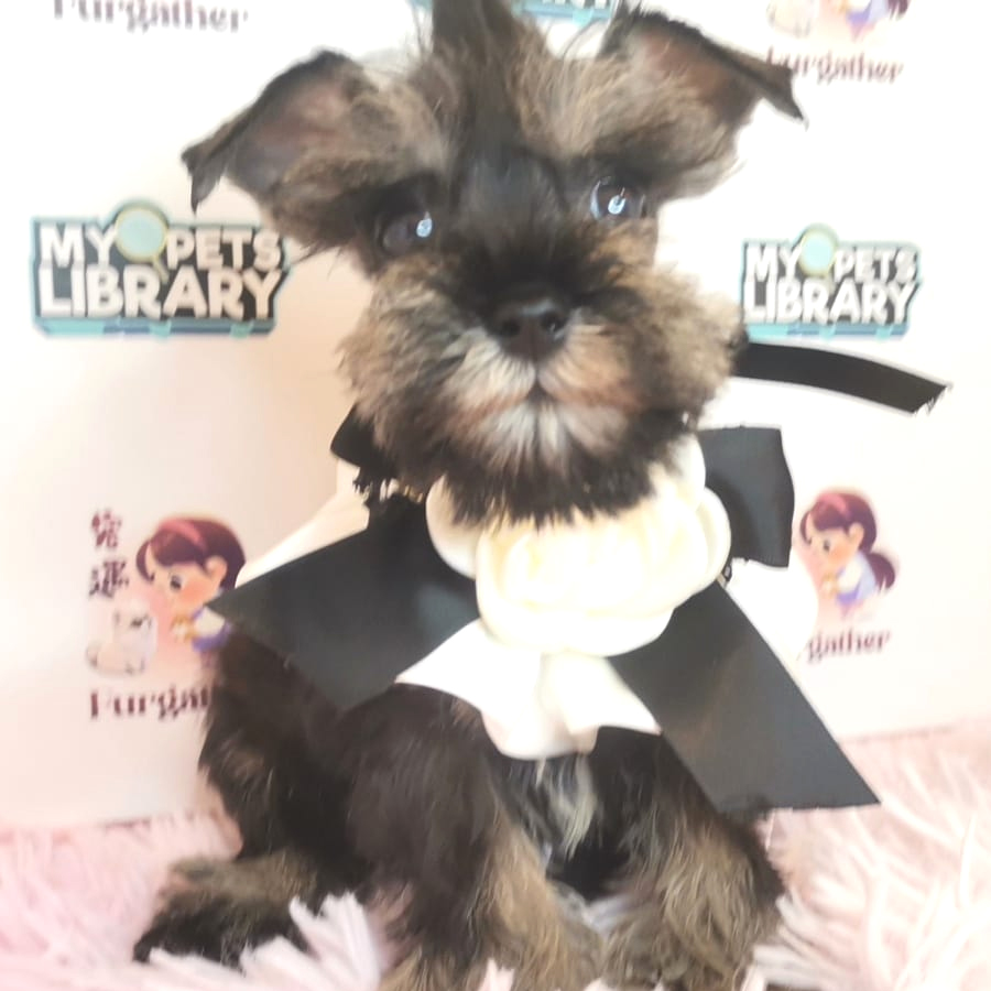Schnauzer Puppy (Male) For Sale