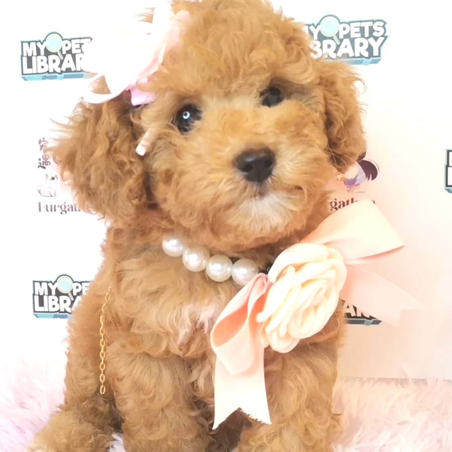 Toy Poodle Puppy (Female) For Sale
