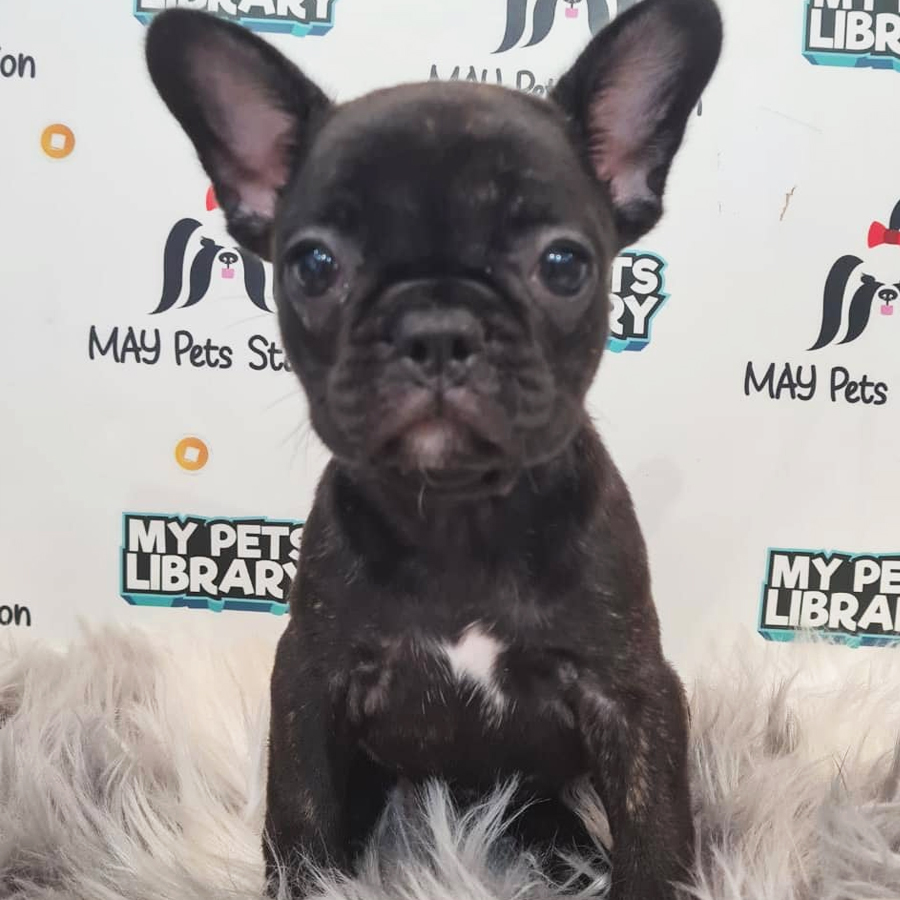 French Bulldog Puppy (Female) For Sale