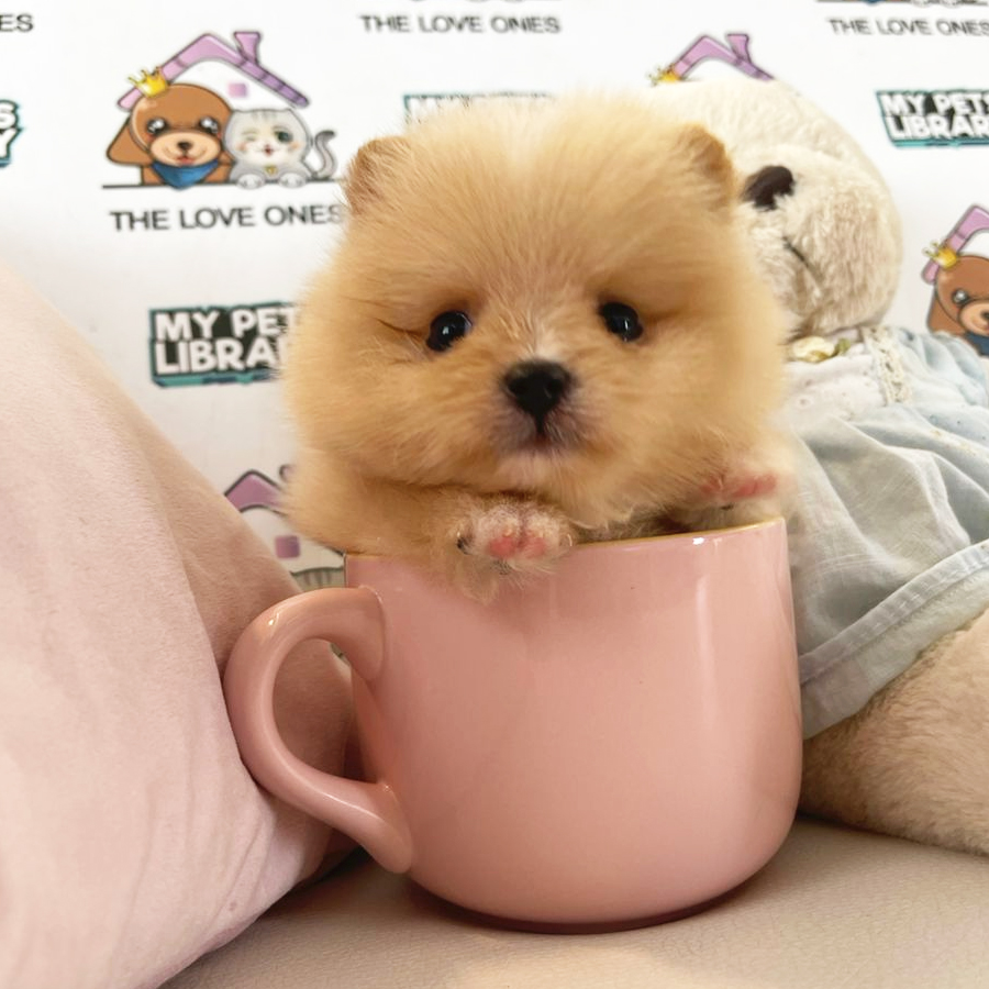 Teacup Pomeranian Puppy (Male) For Sale