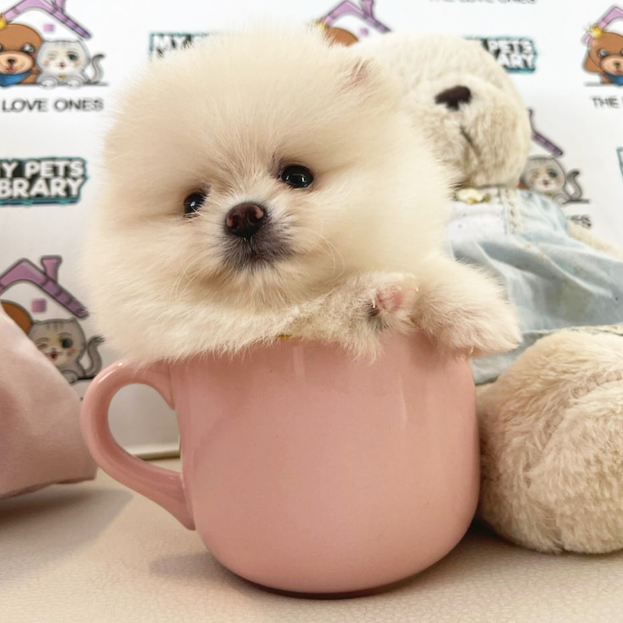 Teacup Pomeranian Puppy (Male) For Sale