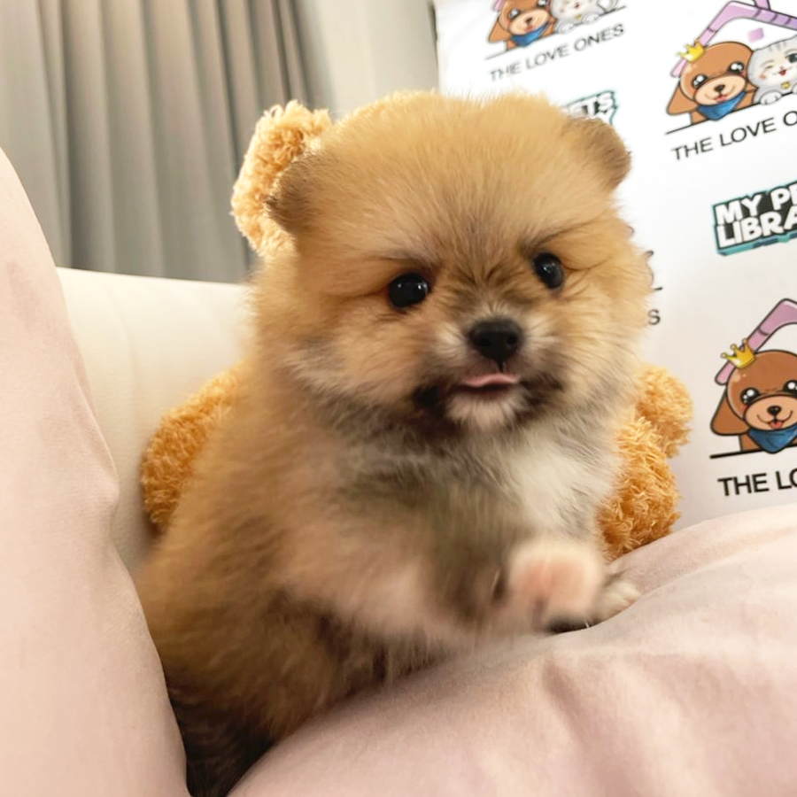 Teacup Pomeranian Puppy (Male) For Sale